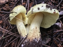 Tricholoma