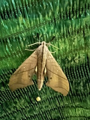 Marumba cristata