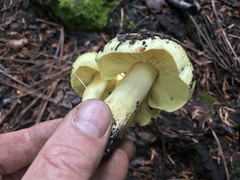 Tricholoma