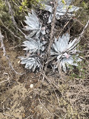 Dudleya anthonyi