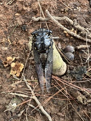 Cryptotympana aquila