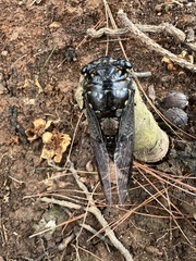 Cryptotympana aquila