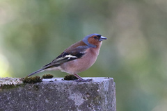 Fringilla coelebs