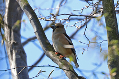 Coccothraustes coccothraustes