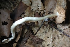 Entoloma