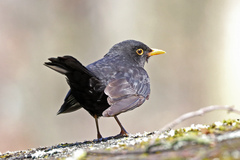 Turdus merula