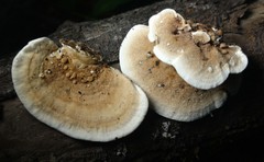 Metuloidea reniformis