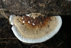 Metuloidea reniformis