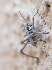 Capnobotes occidentalis