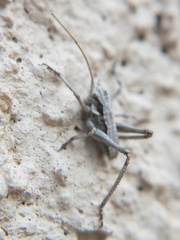 Capnobotes occidentalis