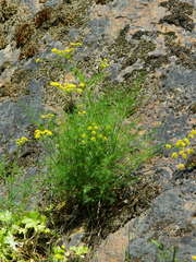 Lomatium brunsfeldianum