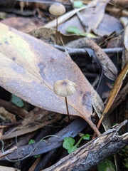 Mycena cystidiosa