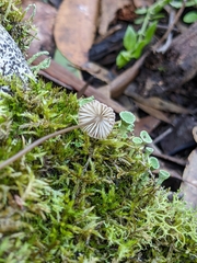 Mycena cystidiosa
