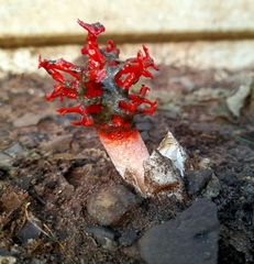 Lysurus corallocephalus