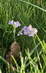 Cardamine pratensis
