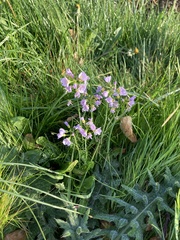 Cardamine pratensis