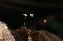 Cryptomarasmius