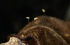 Cryptomarasmius