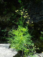 Lomatium brunsfeldianum