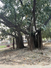 Ficus elastica