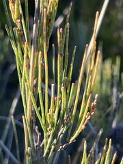 Allocasuarina nana