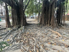 Ficus elastica