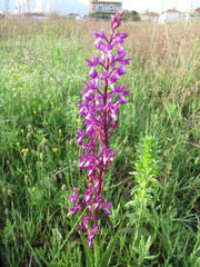 Anacamptis laxiflora