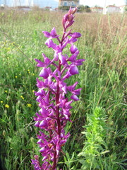 Anacamptis laxiflora