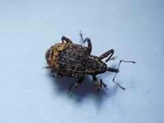 Conotrachelus affinis