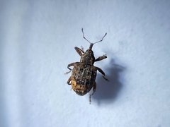 Conotrachelus affinis