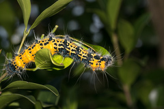 Holocerina smilax