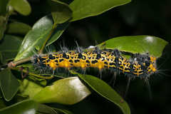 Holocerina smilax