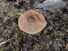 Entoloma cuneatum