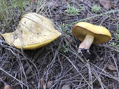 Suillus kaibabensis