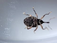 Conotrachelus affinis