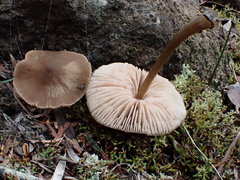 Entoloma cuneatum