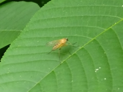 Rhagio hirtus