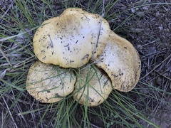 Suillus kaibabensis