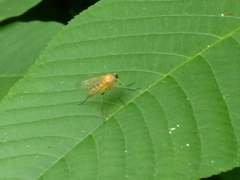 Rhagio hirtus