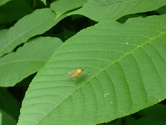 Rhagio hirtus