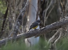 Eopsaltria griseogularis