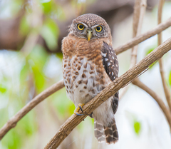 Glaucidium siju