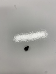 Bithynia tentaculata