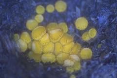 Cheilymenia coprinaria