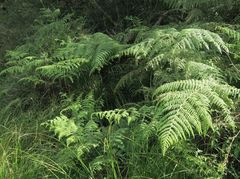 Hypolepis glandulifera