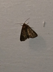 Hypena scabra