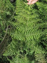 Hypolepis glandulifera