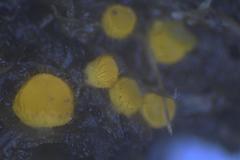 Cheilymenia coprinaria