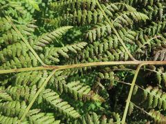Hypolepis glandulifera