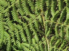 Hypolepis glandulifera